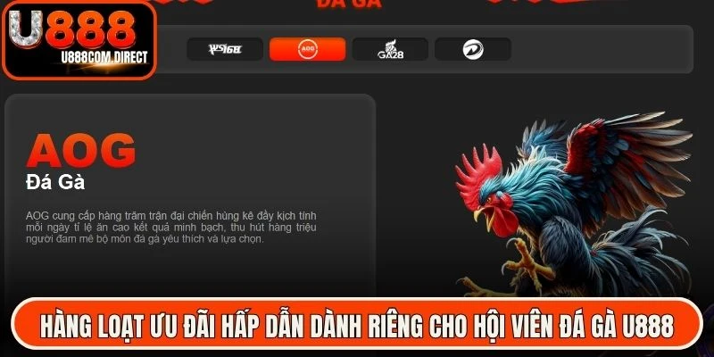 Hàng loạt ưu đãi hấp dẫn dành riêng cho hội viên đá gà U888
